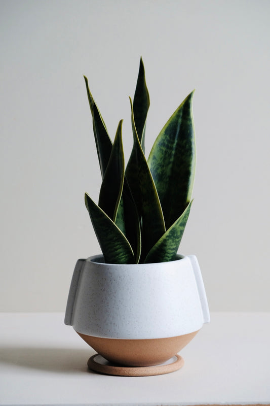 Large Aria Planter With Tray